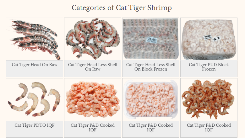 Cat Tiger Shrimp